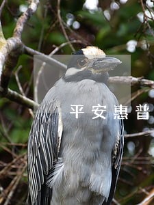 平安惠普逾期3个月 平安惠普逾期3个月