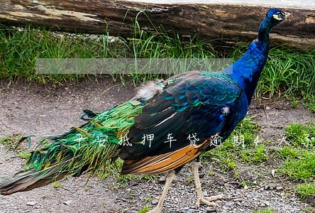 平安抵押车贷逾期4天了 平安抵押车贷逾期4天了
