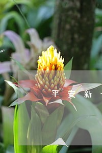 平安新一代逾期3个月 平安新一代逾期3个月