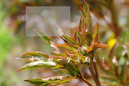 平安新一贷逾期61天 平安新一贷逾期61天