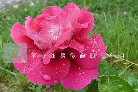 平安新易贷逾期3个月 平安新易贷逾期3个月