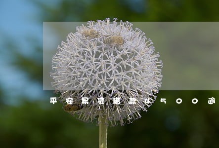 平安易贷借款4500逾期3年 平安易贷借款4500逾期3年
