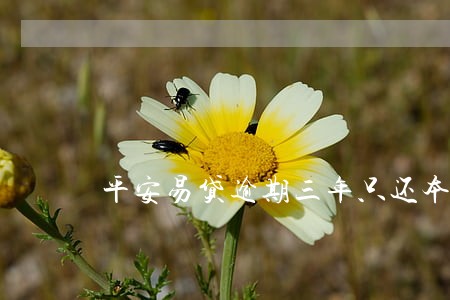 平安易贷逾期三年只还本金 平安易贷逾期三年只还本金