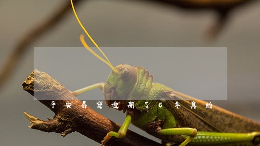 平安易贷逾期了6年真的 平安易贷逾期了6年真的