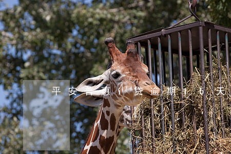 平安普惠i贷逾期15天 平安普惠i贷逾期15天