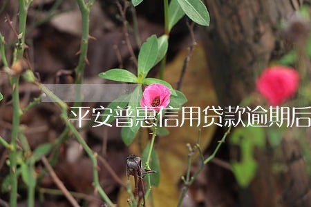 平安普惠信用贷款逾期后果 平安普惠信用贷款逾期后果