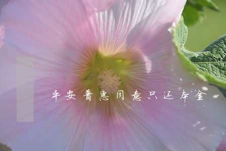 平安普惠同意只还本金 平安普惠同意只还本金