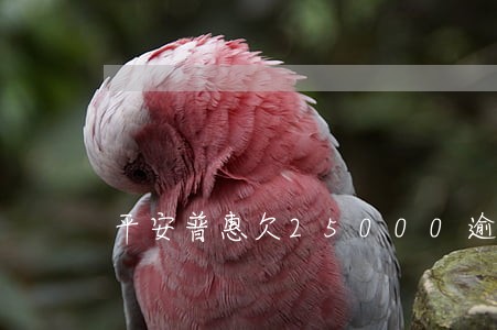 平安普惠欠25000逾期 平安普惠欠25000逾期