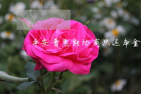 平安普惠能协商只还本金吗 平安普惠能协商只还本金吗