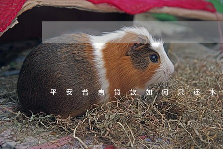 平安普惠贷款如何只还本金 平安普惠贷款如何只还本金