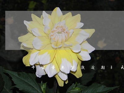 平安普惠贷款逾期3天了 平安普惠贷款逾期3天了