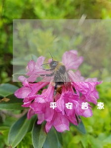 平安普惠贷款逾期上征信 平安普惠贷款逾期上征信