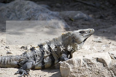 平安普惠贷款逾期发多少钱 平安普惠贷款逾期发多少钱