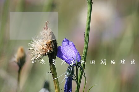 平安普惠贷款逾期的短信 平安普惠贷款逾期的短信