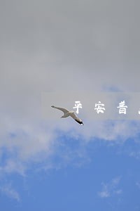 平安普惠贷款逾期让签诉讼书 平安普惠贷款逾期让签诉讼书