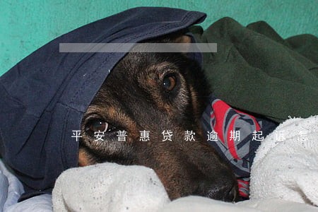 平安普惠贷款逾期起诉怎么办 平安普惠贷款逾期起诉怎么办