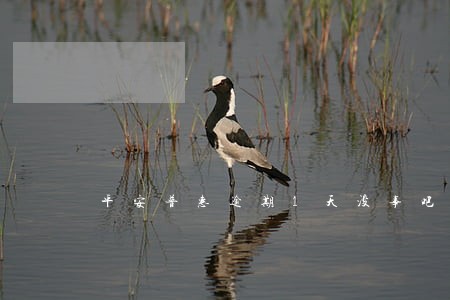平安普惠逾期1天没事吧 平安普惠逾期1天没事吧
