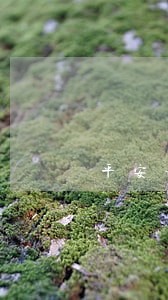平安普惠逾期1月 平安普惠逾期1月