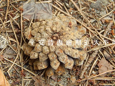 平安普惠逾期3天不可以协商吗 平安普惠逾期3天不可以协商吗
