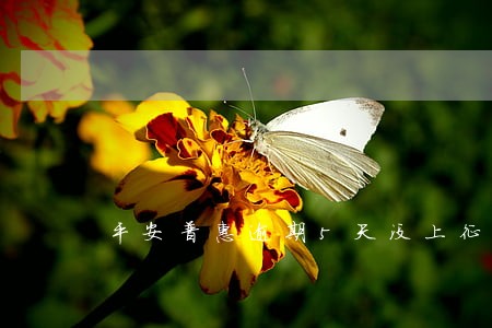 平安普惠逾期5天没上征信 平安普惠逾期5天没上征信