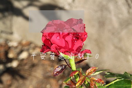 平安普惠逾期80 平安普惠逾期80