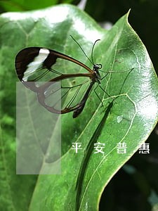 平安普惠逾期会怎么样6 平安普惠逾期会怎么样6