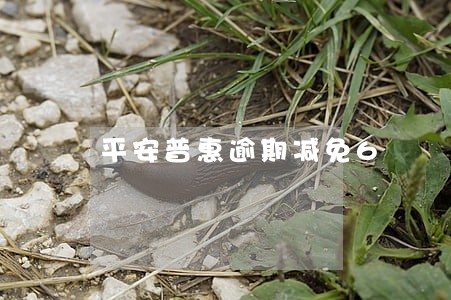平安普惠逾期减免6 平安普惠逾期减免6