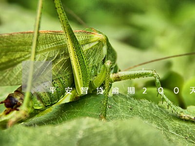 平安智贷逾期200天 平安智贷逾期200天