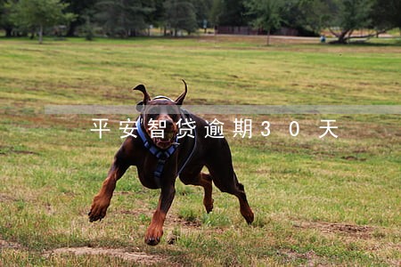 平安智贷逾期30天 平安智贷逾期30天