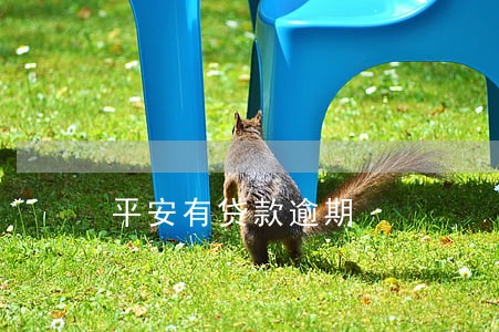 平安有贷款逾期 平安有贷款逾期
