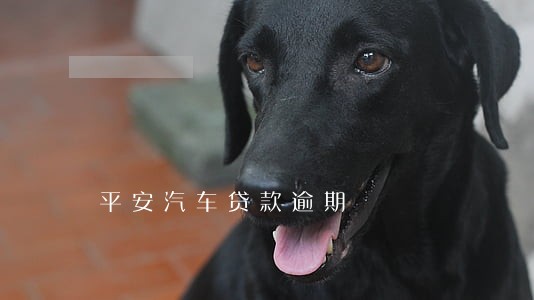 平安汽车贷款逾期 平安汽车贷款逾期