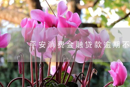 平安消费金融贷款逾期不还 平安消费金融贷款逾期不还