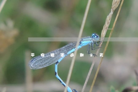 平安租赁逾期2天 平安租赁逾期2天