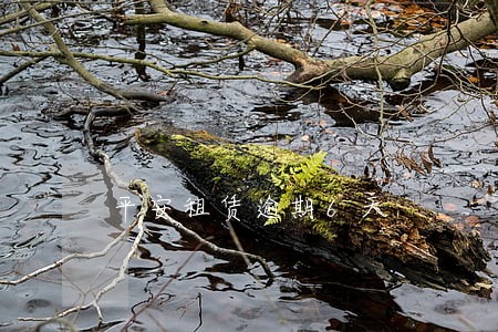 平安租赁逾期6天 平安租赁逾期6天