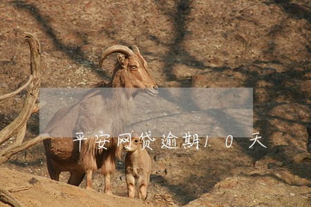 平安网贷逾期10天 平安网贷逾期10天