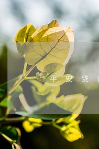 平安贷款5000逾期了 平安贷款5000逾期了