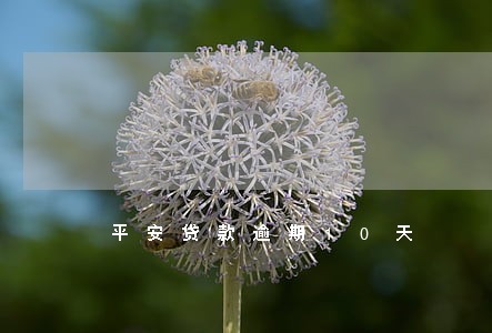 平安贷款逾期10天 平安贷款逾期10天