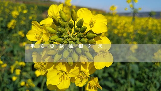 平安贷款逾期2天 平安贷款逾期2天