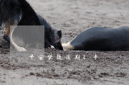 平安贷款逾期2年 平安贷款逾期2年
