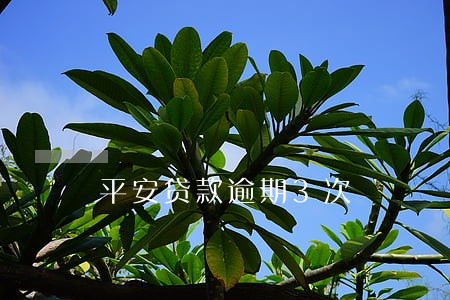 平安贷款逾期3次 平安贷款逾期3次