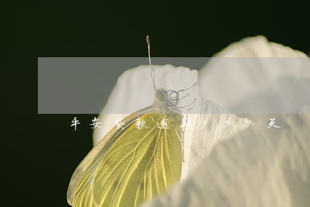 平安贷款逾期999天 平安贷款逾期999天