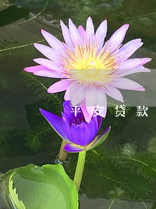 平安贷款逾期会影响信用卡吗 平安贷款逾期会影响信用卡吗