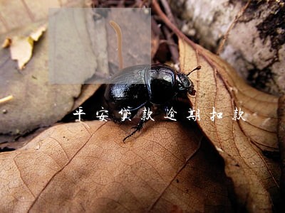 平安贷款逾期扣款 平安贷款逾期扣款