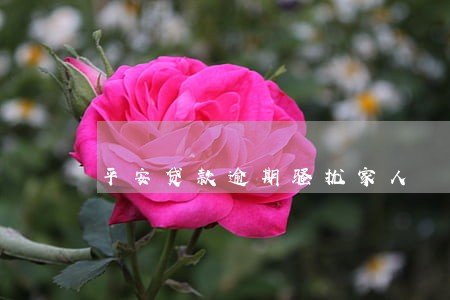 平安贷款逾期骚扰家人 平安贷款逾期骚扰家人