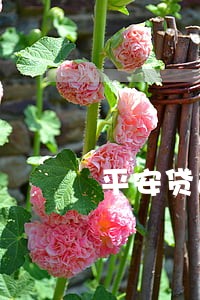 平安贷逾期15天罚款多少 平安贷逾期15天罚款多少
