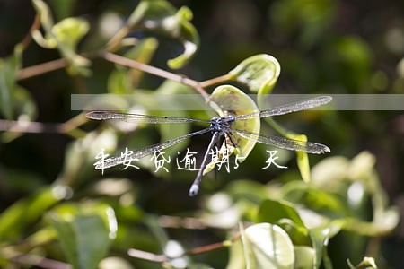 平安贷逾期5天 平安贷逾期5天