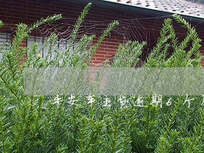 平安车主贷逾期6个月