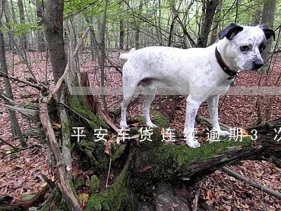 平安车贷连续逾期3次 平安车贷连续逾期3次