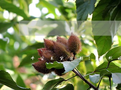 平安车贷逾期1天影响征信吗 平安车贷逾期1天影响征信吗