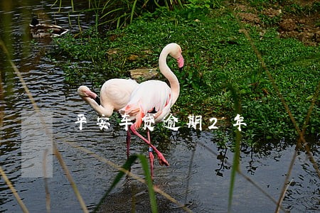平安车贷逾期2年 平安车贷逾期2年